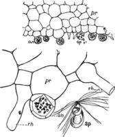 ormbunke prothallus årgång illustration. vektor