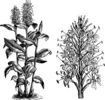 Gewohnheit und freistehend Blume Spitze von Hedychium Gardnerianum Jahrgang Illustration. vektor