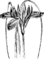 Blumen und Blätter von Iris histrio Jahrgang Illustration. vektor