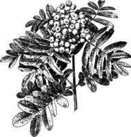 sorbus aucuparia årgång illustration. vektor