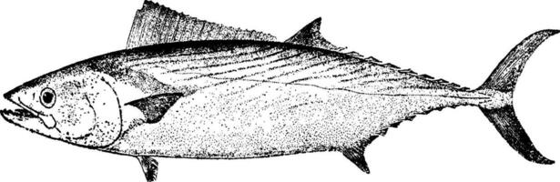 bonito, årgång illustration. vektor