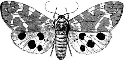 trädgård tiger fjäril, årgång illustration. vektor