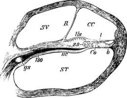 sektion genom spole av de cochlea, årgång illustration. vektor