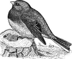 junco, årgång illustration. vektor