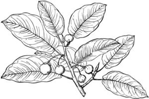 gren av ficus populnea årgång illustration. vektor