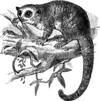 braun Maus Lemur, Jahrgang Illustration. vektor
