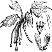 acer årgång illustration. vektor