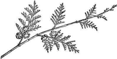 gren av Lawsons cypress årgång illustration. vektor