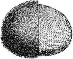 europeisk ätlig hav urchin, årgång illustration vektor