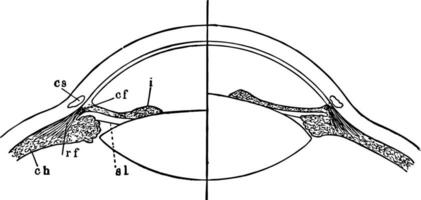 fokusera av de öga, årgång illustration. vektor