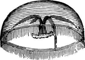 Acaleph strahlen, Jahrgang Illustration. vektor