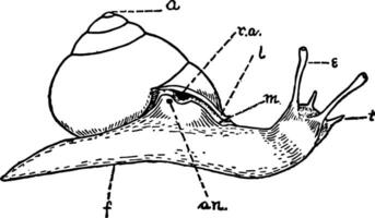 helix snigel, årgång illustration. vektor