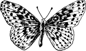 ein belona Schmetterling, Jahrgang Illustration. vektor