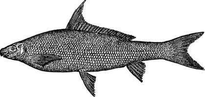 schwarz Pferd Fisch, Jahrgang Illustration. vektor