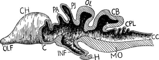 ryggradsdjur hjärna, årgång illustration vektor