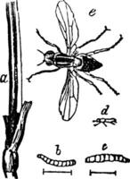 Mais Fliege, Jahrgang Illustration. vektor