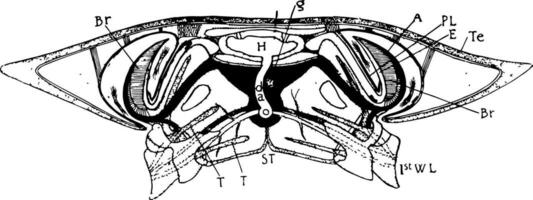 Krabbe Cephalothorax, Jahrgang Illustration vektor