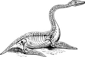 plesiosaurus, årgång illustration. vektor