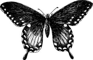 p Ärger Schmetterling, Jahrgang Illustration. vektor