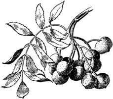 sorbus domestica årgång illustration. vektor