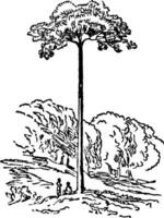 Kuh Baum Jahrgang Illustration. vektor