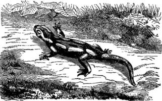 landa salamander, årgång illustration. vektor