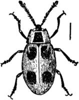 endomychus coccineus, årgång illustration. vektor