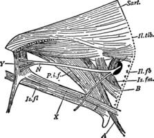 järnväg lår, årgång illustration. vektor