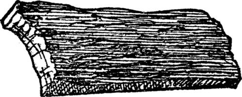 bark årgång illustration. vektor