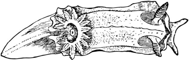 Meer Zitrone, Jahrgang Illustration. vektor