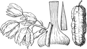 Ast von hoary Yucca Jahrgang Illustration. vektor