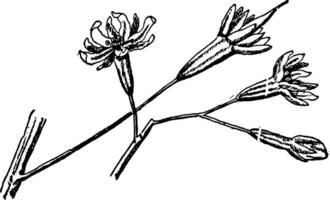 Kaffeebaum Blumen Jahrgang Illustration. vektor