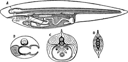 Sektion von Wirbeltier, Jahrgang Illustration vektor