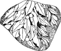 laurel design fragment är en design hittades på en roman marmor lättnad, årgång gravyr. vektor