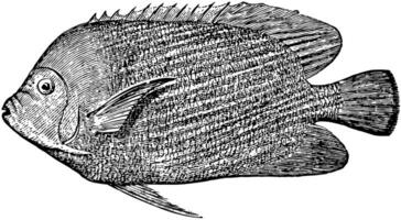 Kaiser von Japan Kaiserfisch, Jahrgang Illustration. vektor