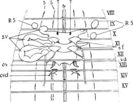 Regenwurm reproduktiv Organe, Jahrgang Illustration vektor