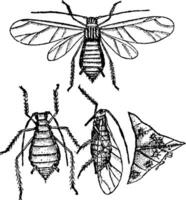 Aphis gossypii, årgång illustration. vektor