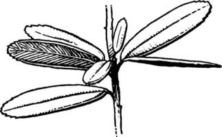 ampelothamnus årgång illustration. vektor