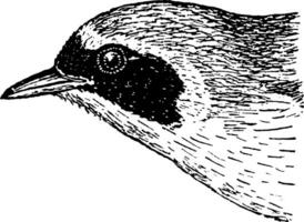 Gelb Kehle Vireo, Jahrgang Illustration. vektor