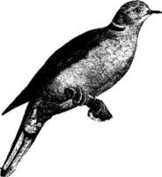 inländisch Schildkröte Taube, Jahrgang Illustration. vektor