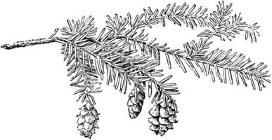 tsuga canadensis årgång illustration. vektor