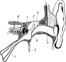 kött och eustachian rör av de öra, årgång illustration. vektor