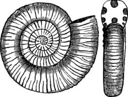 ammoniter kommunis, årgång illustration. vektor