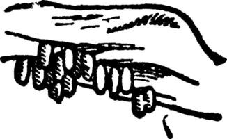 Colorado Käfer Eier, Jahrgang Illustration. vektor