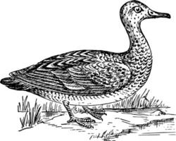 gadwall, årgång illustration. vektor