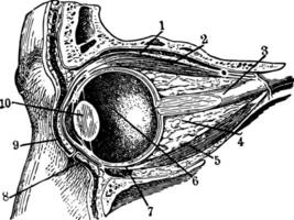 öga sektion, årgång illustration. vektor