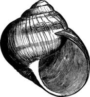 römisch Schnecke Hülse, Jahrgang Illustration. vektor