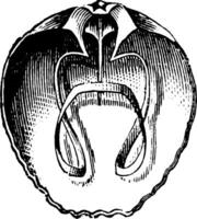 waldheimia brachiopod, årgång illustration. vektor