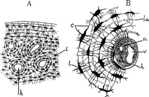 knochig Gewebe, Jahrgang Illustration vektor