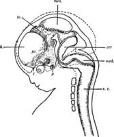 mänsklig foster, årgång illustration. vektor